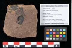Foto (Objekt + Etikett) von Pinus praepumilio Ettingshausen (NHMW-GEO-2024-0188-0264)
